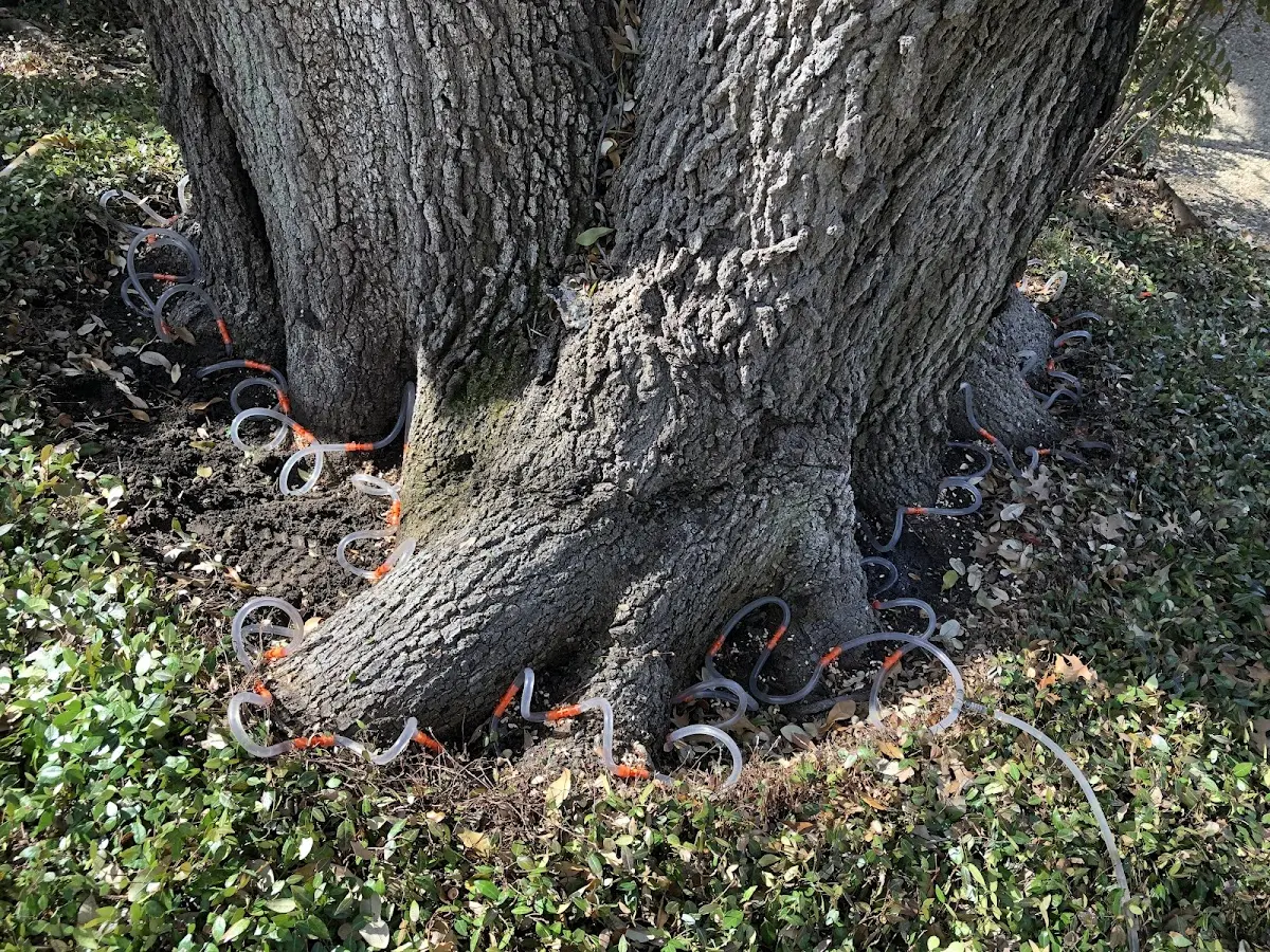 Detailed Tree Cabling and Bracing job site in Aviston