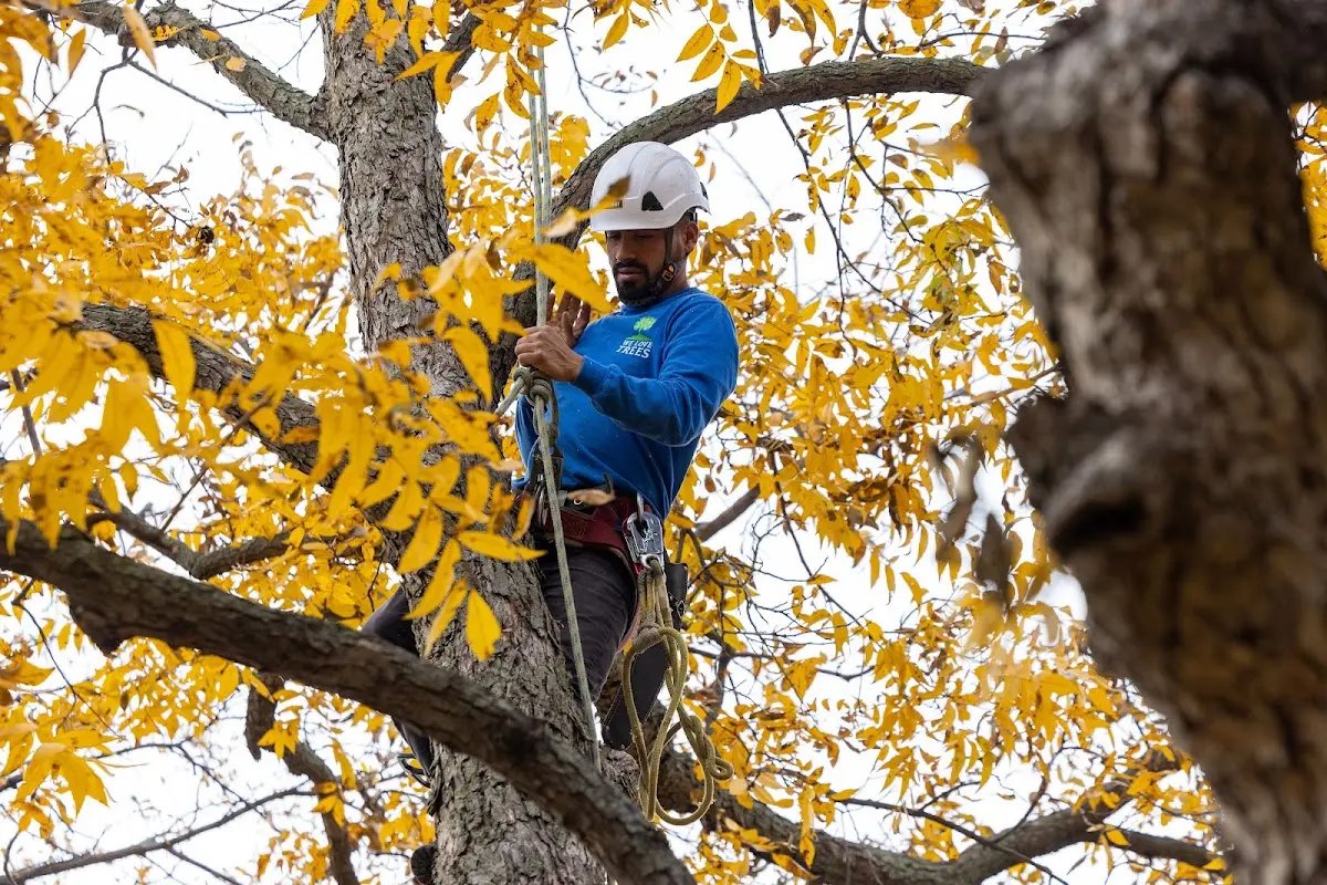 Skilled Tree Trimming crew working in Aviston